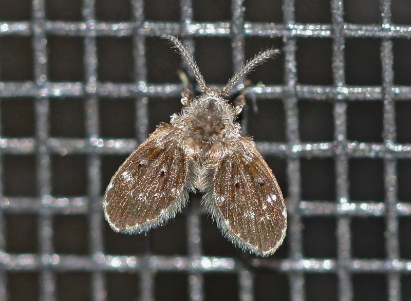 Drain Flies