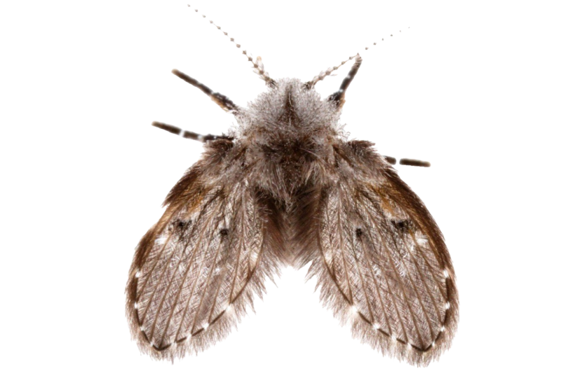 Clogmia albipunctata Жук
