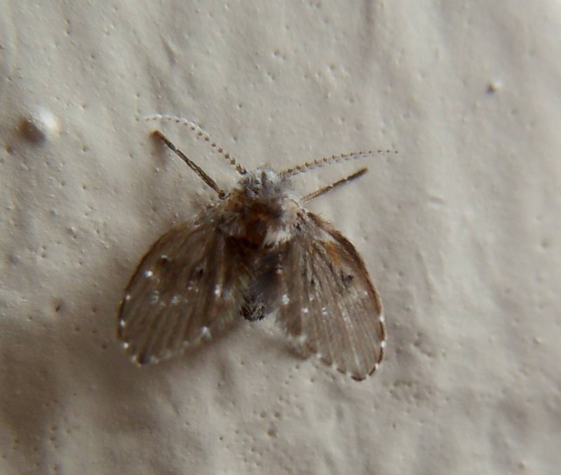 Clogmia albipunctata