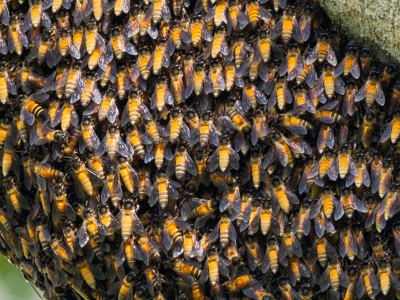 APIS dorsata