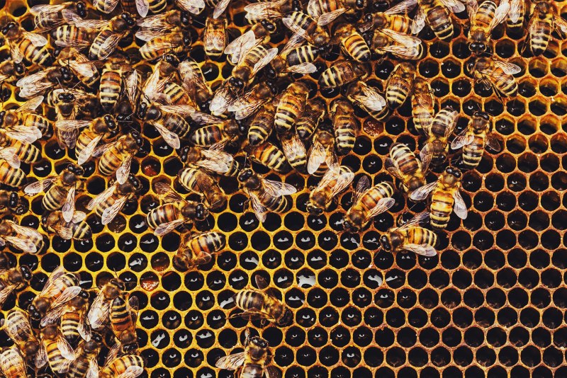 Bees Live in a Beehive