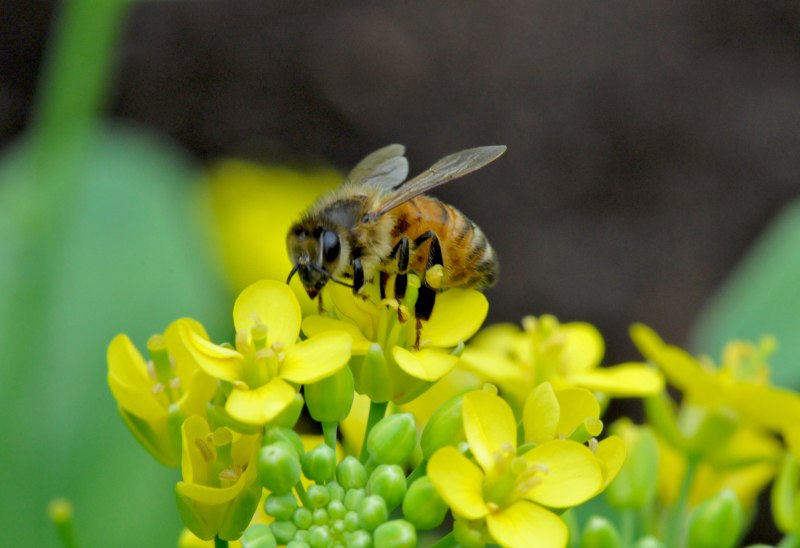 Honey Bee Flowers