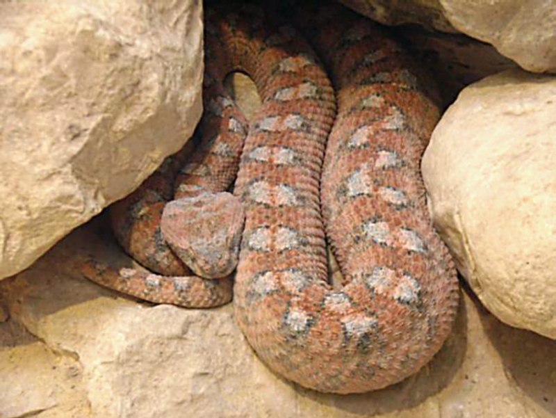 Echis coloratus
