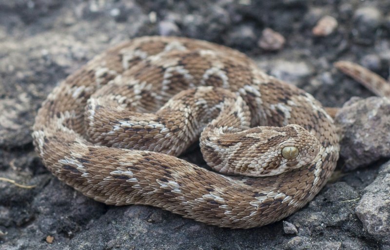 Echis carinatus