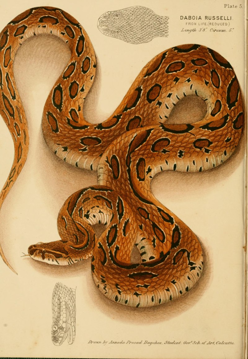 Daboia russelii
