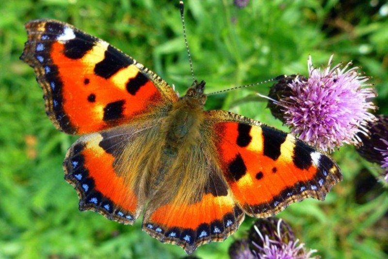 Крапивница Aglais urticae