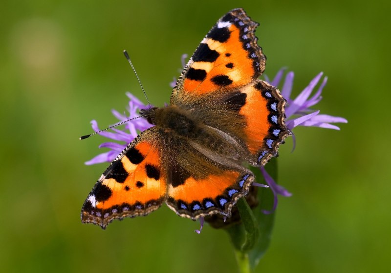 Крапивница Aglais urticae