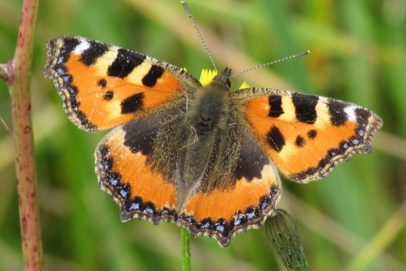 Nymphalis urticae