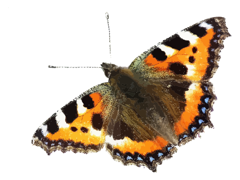 Nymphalis urticae