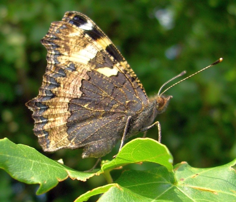 Крапивница Aglais urticae