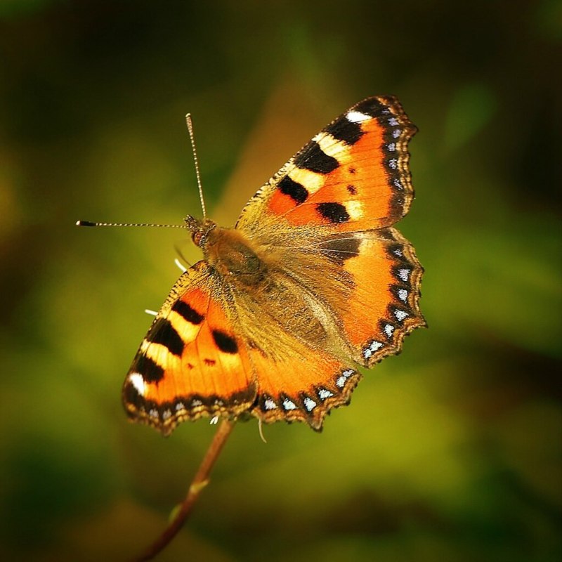 Крапивница Aglais urticae