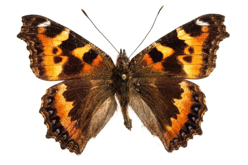 Nymphalis urticae