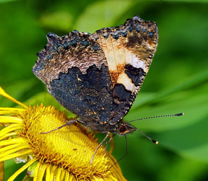 Крапивница Aglais urticae