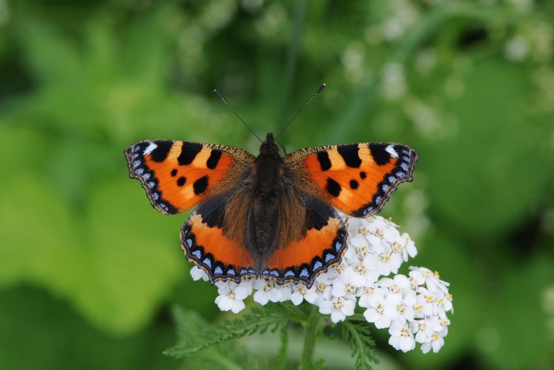 Крапивница Aglais urticae
