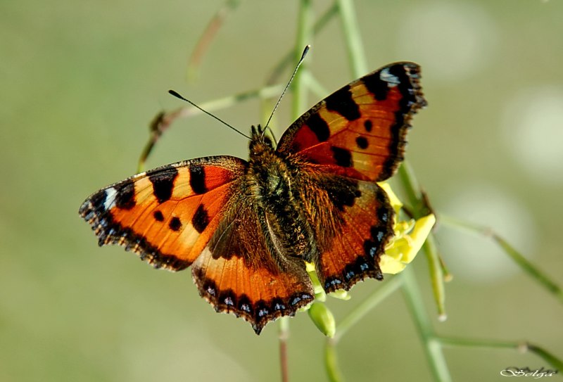 Крапивница Aglais urticae