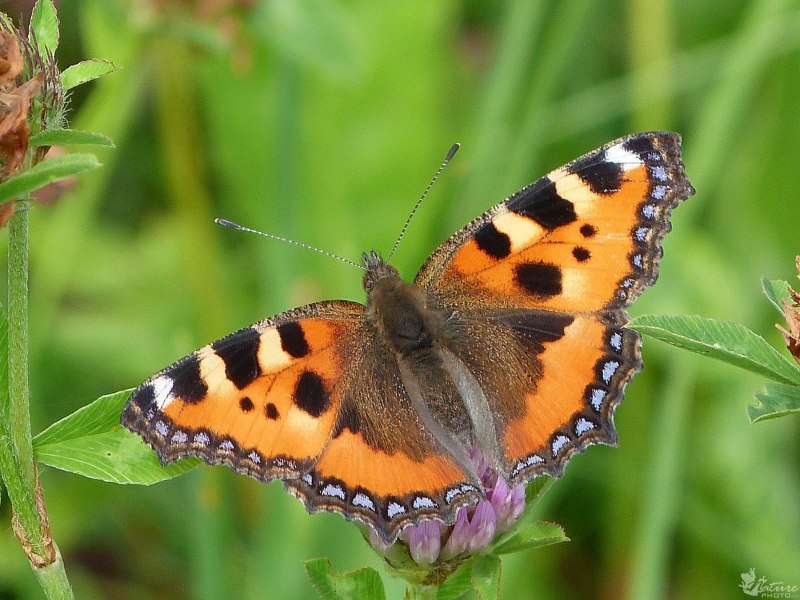 Aglais urticae