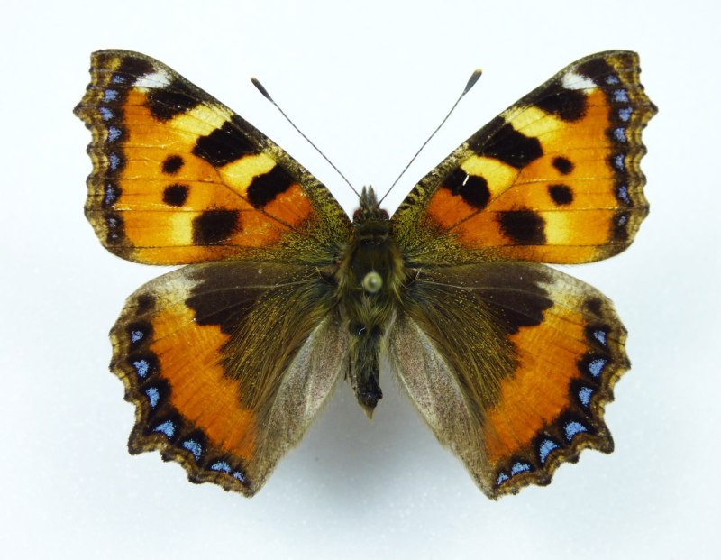 Aglais urticae