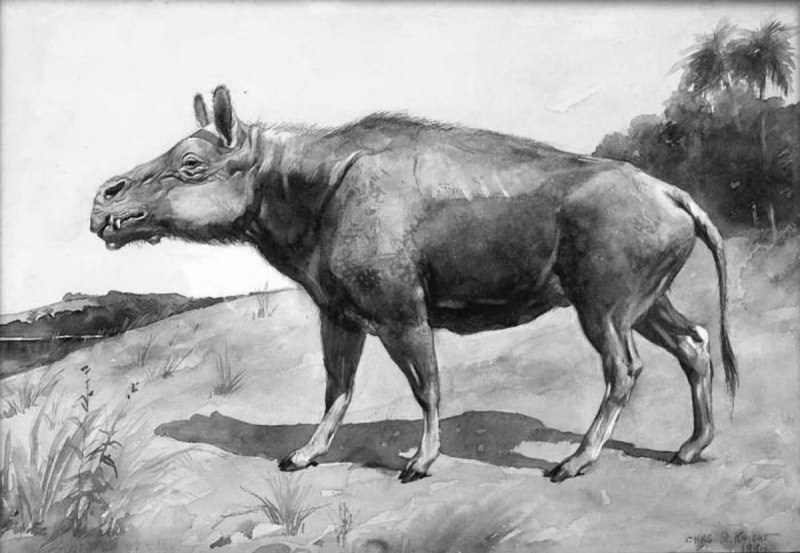Энтелодон (Entelodon