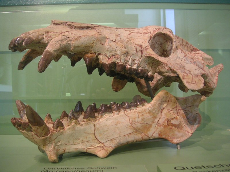 Archeotherium (†Archeotherium Mortoni (Leidy, 1850))