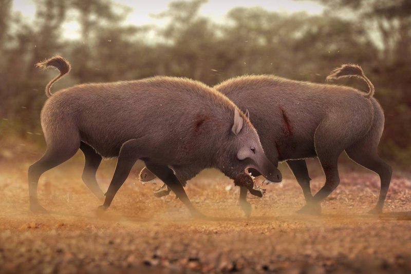 Archeotherium (†Archeotherium Mortoni (Leidy, 1850))