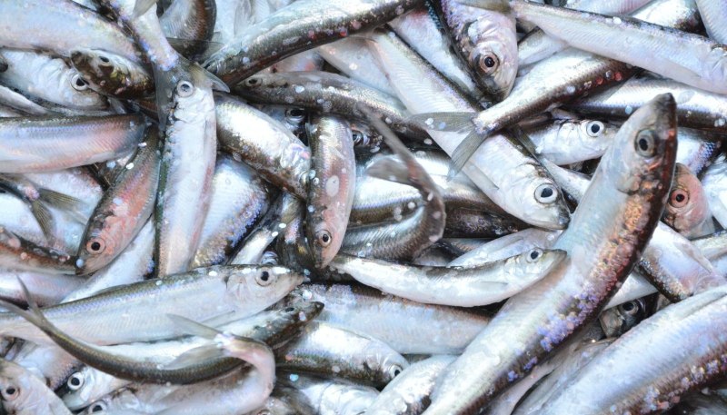 Балтийское море салака