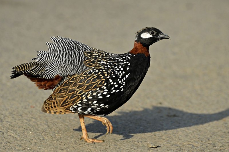 Турач Francolinus Francolinus