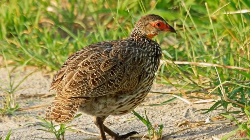 Турач Francolinus Francolinus