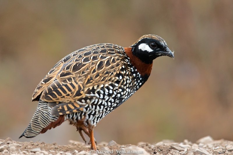Black Francolinus