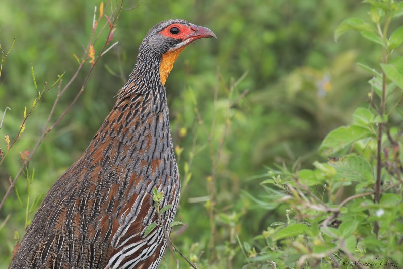 Francolinus Francolinus