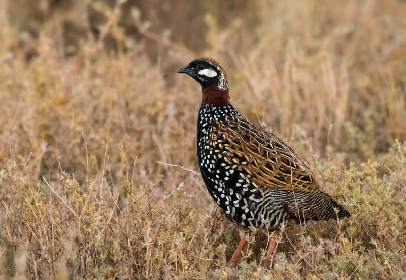 Турач Francolinus Francolinus