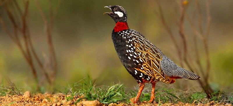Турач Francolinus Francolinus