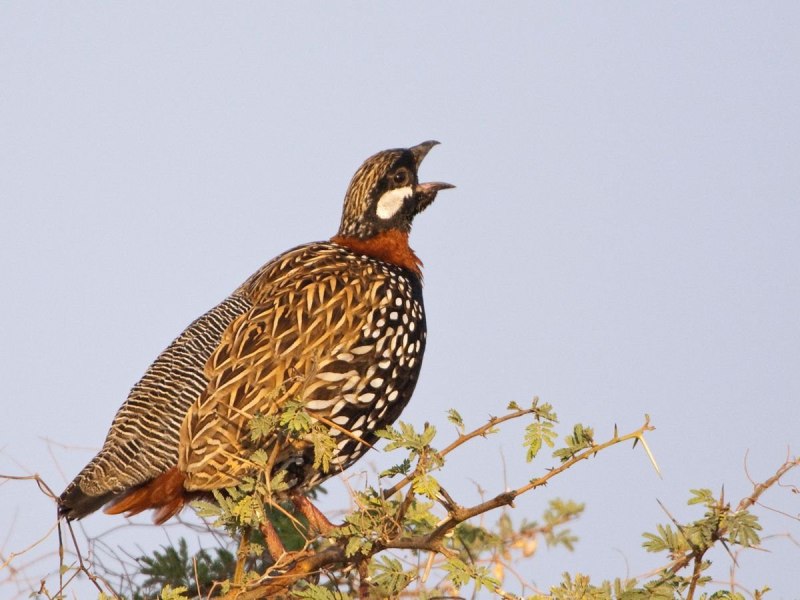 Турач Francolinus Francolinus
