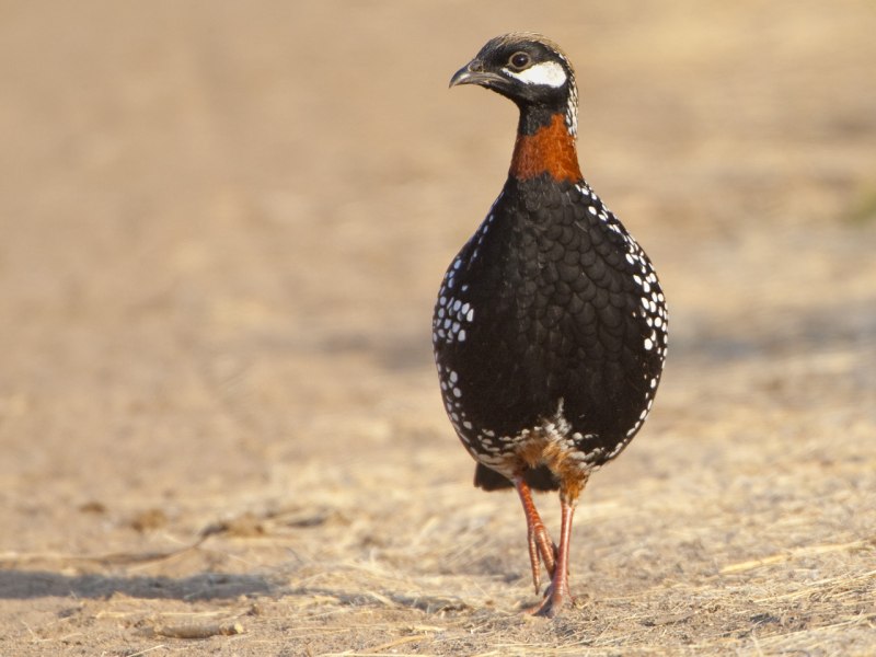 Турач Francolinus Francolinus
