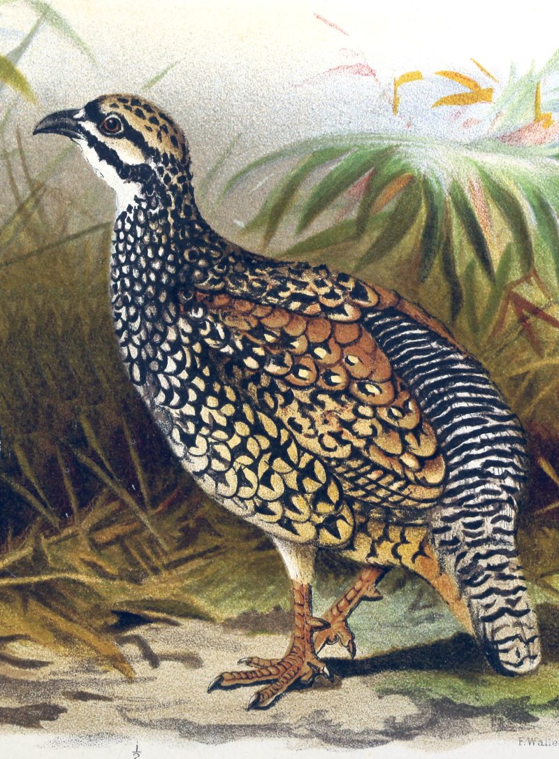 Francolinus pintadeanus