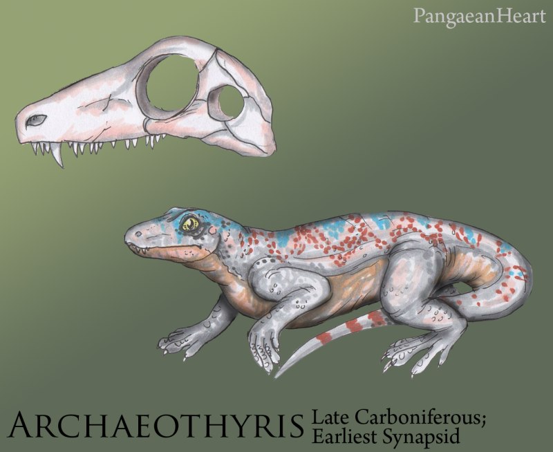 Archaeothyris Florensis