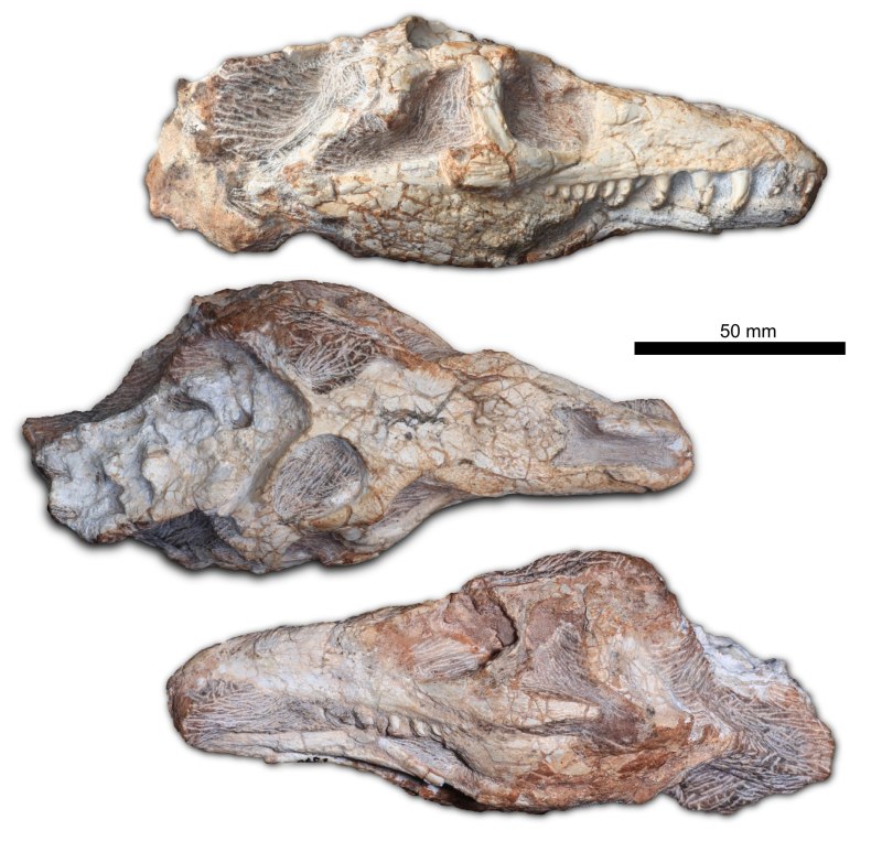 Teyujagua paradoxa