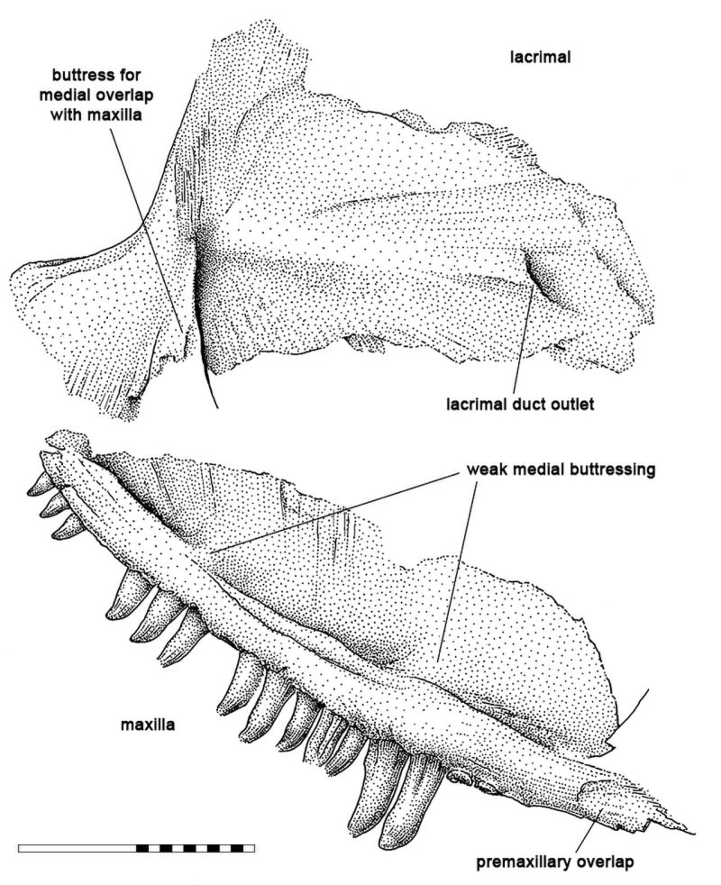 Haptodus garnettensis