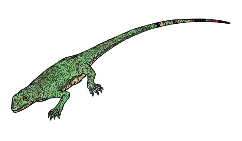 Hylonomus lyelli