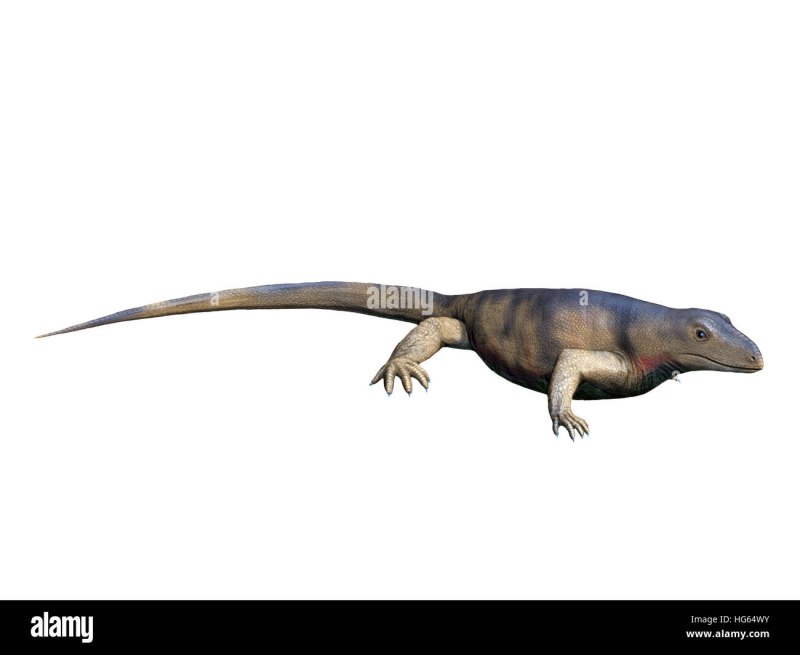 Archaeothyris Florensis