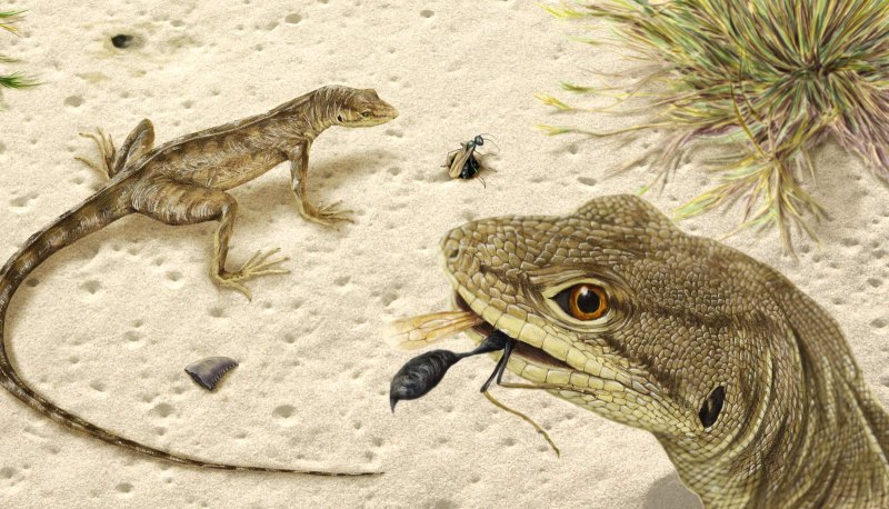 Megachirella wachtleri