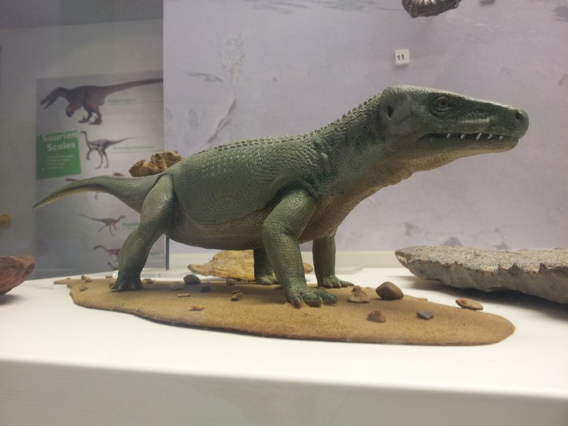 Euparkeria capensis