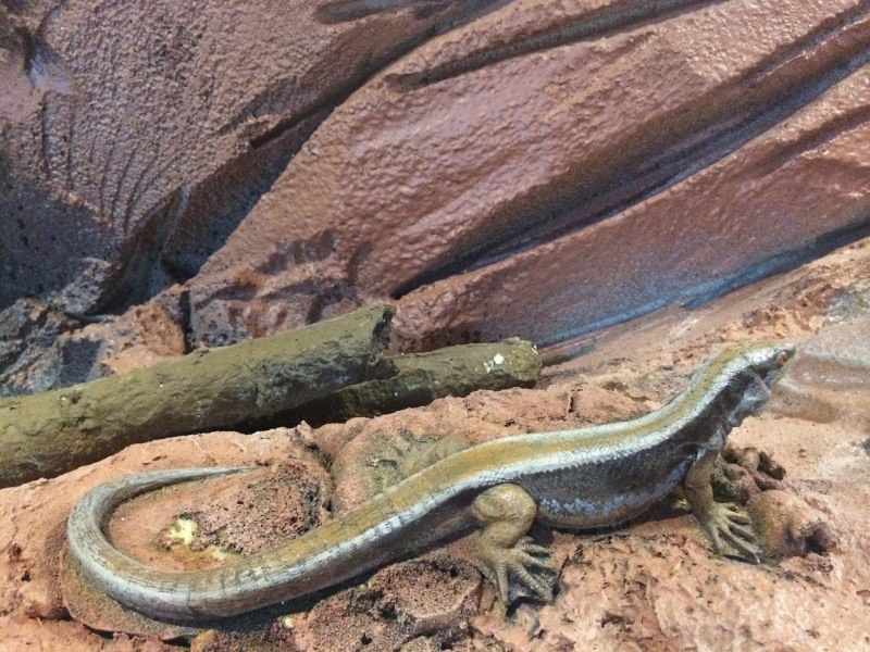 Hylonomus lyelli