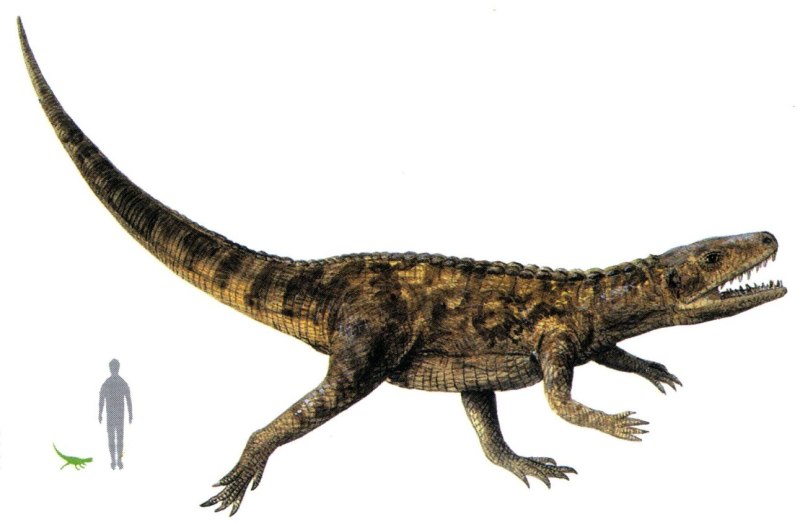 Euparkeria capensis