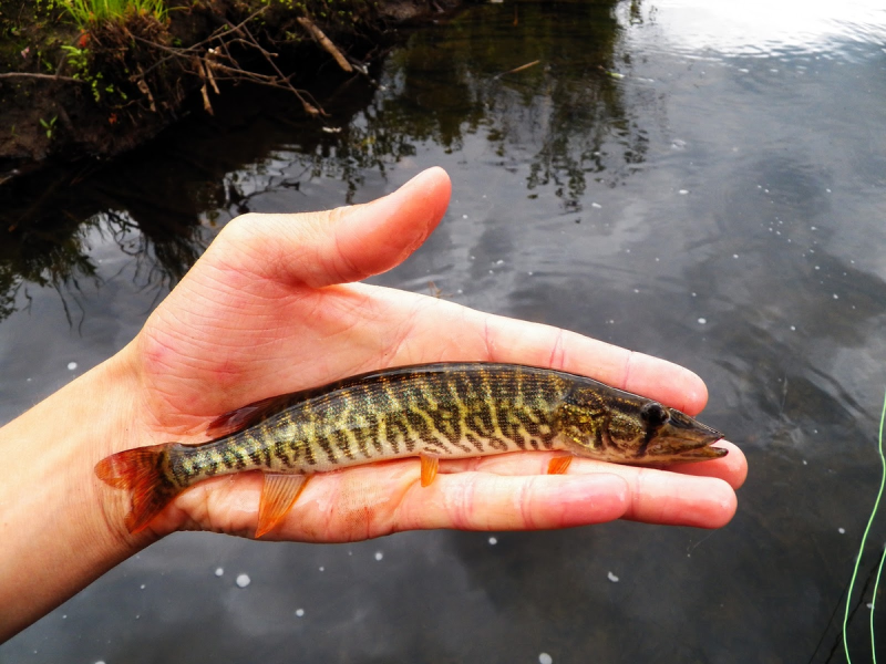 Щука (Esox americanus).