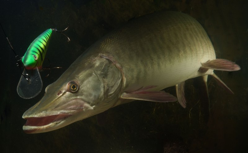 Щука-маскинонг - Esox masquinongy.