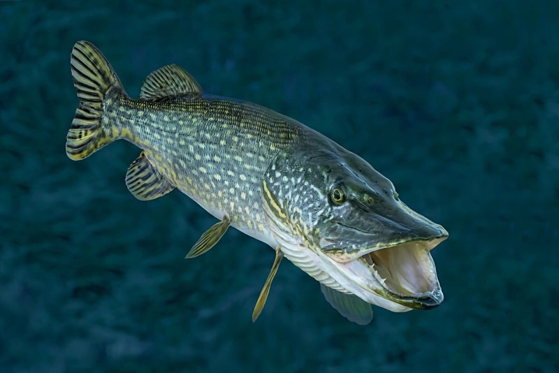 Esox Lucius — обыкновенная щука систематика