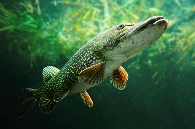 Щука Esox Lucius