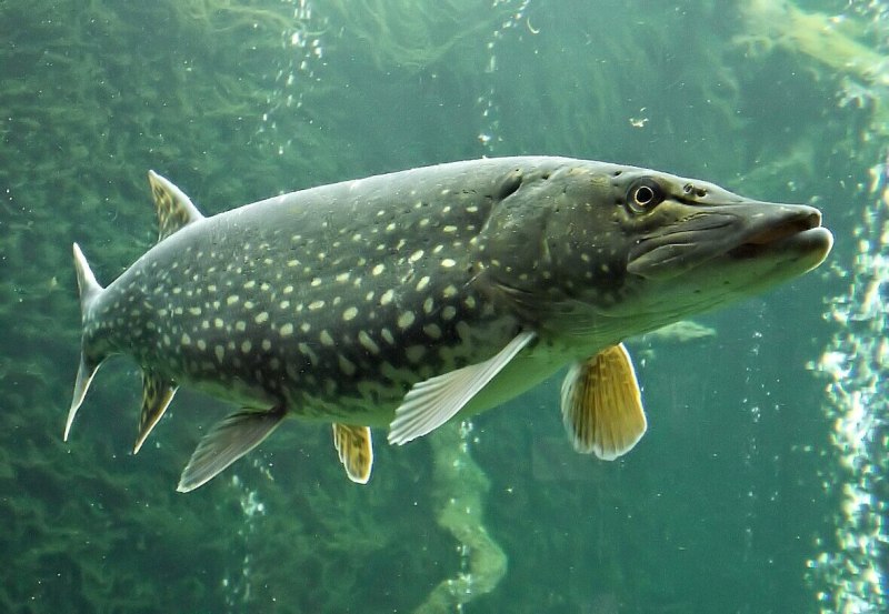 Обыкновенная щука (Esox Lucius)