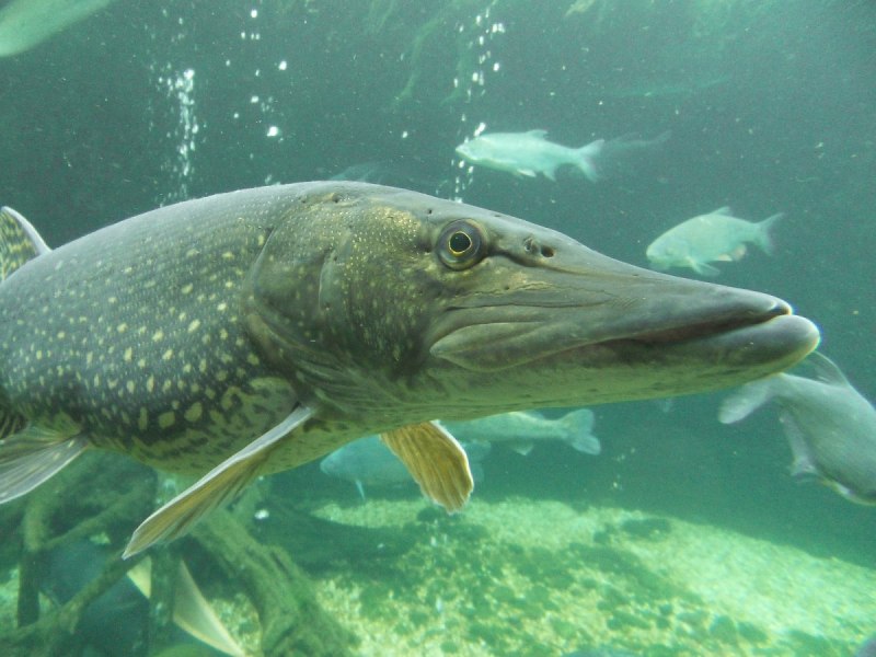 Щука Esox Lucius