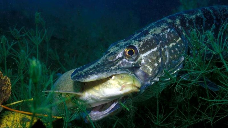 Щука Esox Lucius
